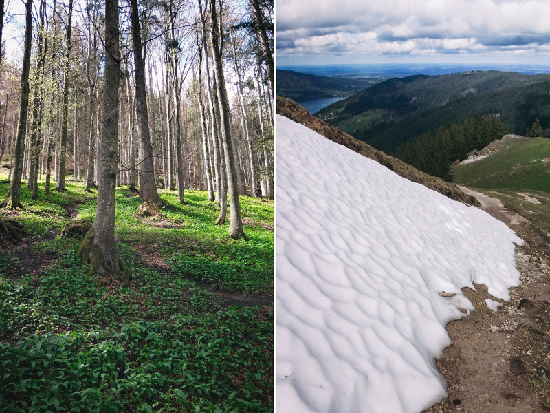 Durch einen Märchenwald und letzte Schneefelder rauf bis zum Gipfel der Baumgartenschneid.
